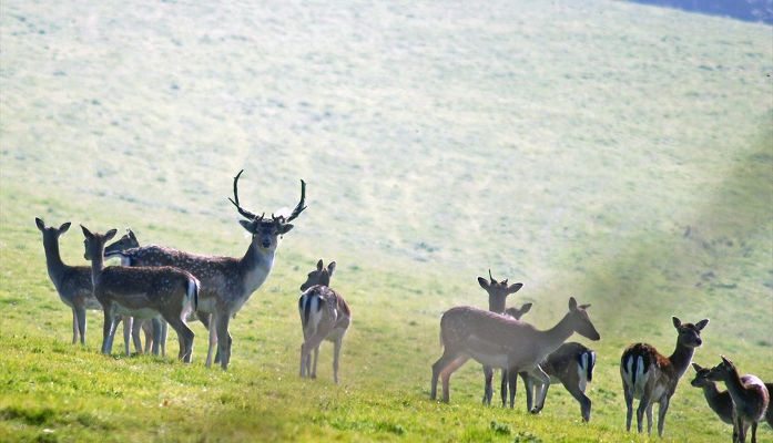 Mount Edgecumbe Christmas Fair Cornwall