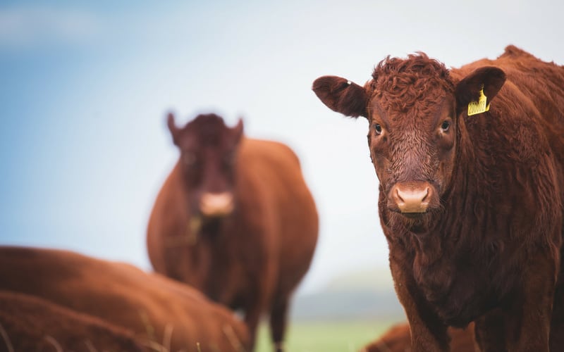 ruby red cattle on a working farm in cornwall